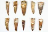 Lot: -, Bargain Spinosaurus Teeth - Pieces #87837-1